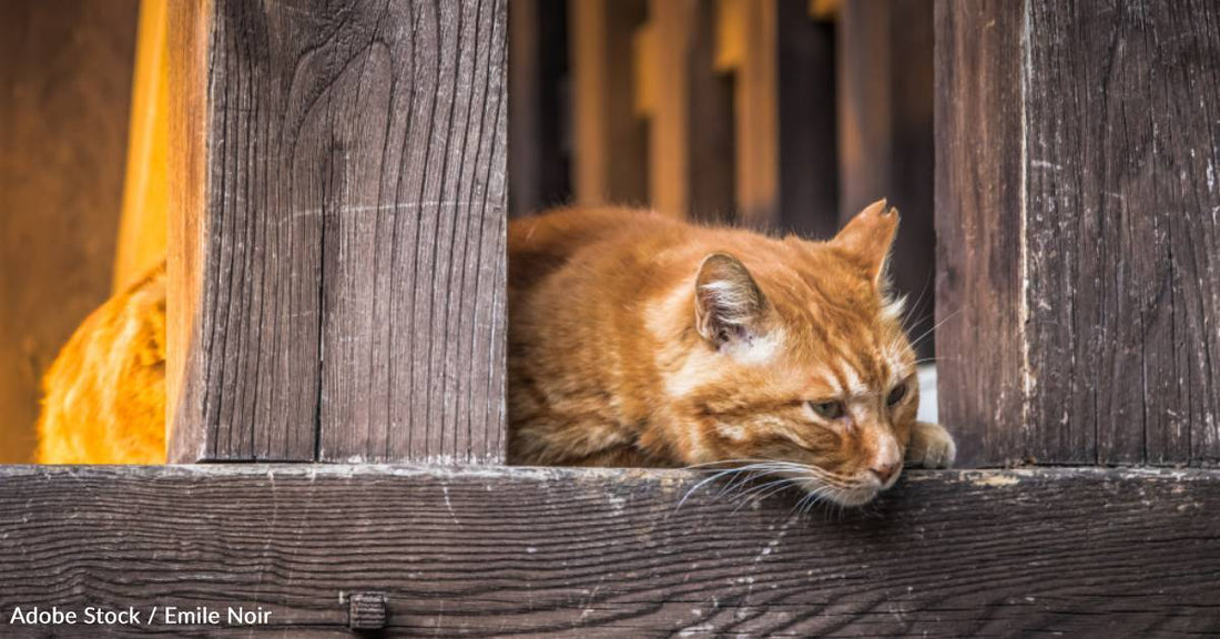 Shelter Volunteer Finally Convinces Her Parents to Adopt Cat Months After Falling in Love with Him