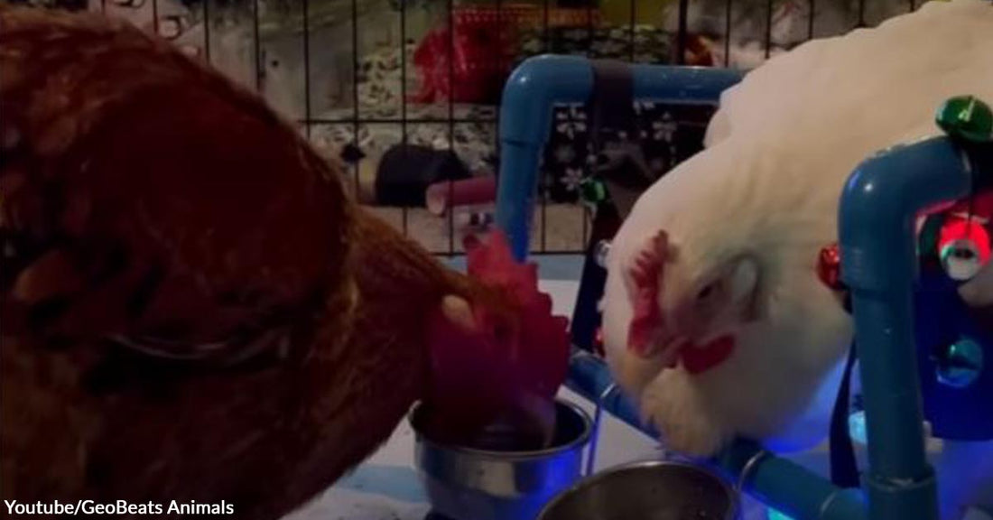 Rescue Rooster and Chicken Became Each Other’s Soulmates After Meeting at a Sanctuary