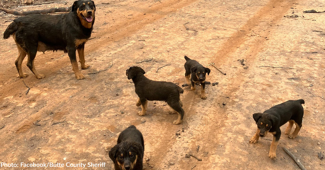 Exhausted Mama Dog and Four Puppies Rescued from Park Fire by Helicopter