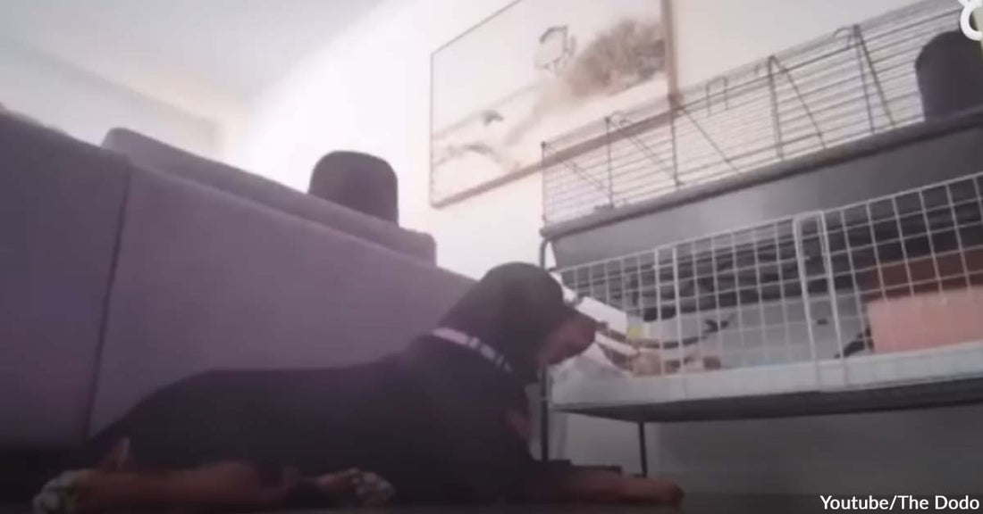 A Rottweiler Fell in Love with Her Mom’s Guinea Pigs and Can’t Last a Day Without Them