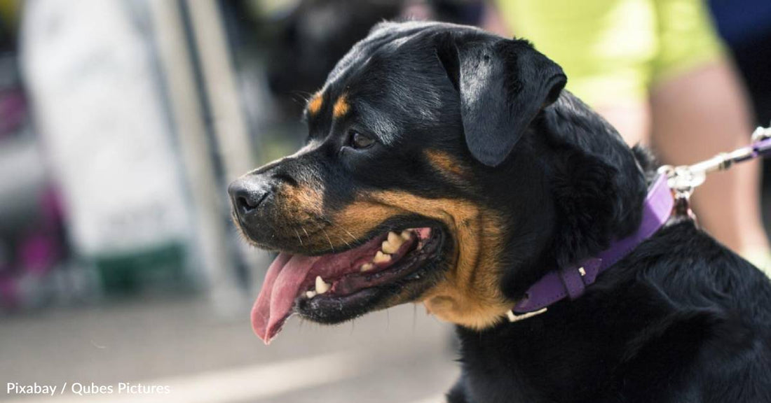 Woman Refuses to Stop Walking Rottweiler After Neighbors Say He's a 'Threat'