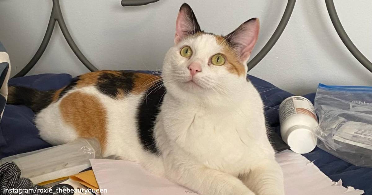 Rescued at 1 Day Old and Nearly Euthanized Due to Illness, Roxie Proves ...