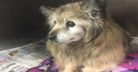 18-Year-Old Dog Was Left At A Shelter By His Owner To Be Euthanized, But Then Someone Saw His Worth