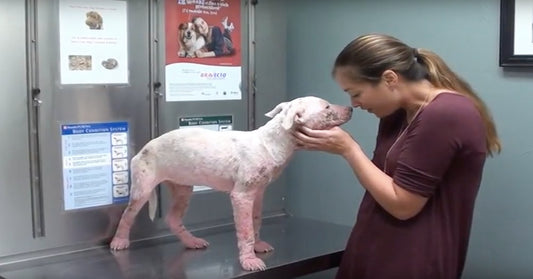 Sick Pup Spent Her Life On The Streets, But Now She’s Showing Her Rescuers Just How Sweet She Is