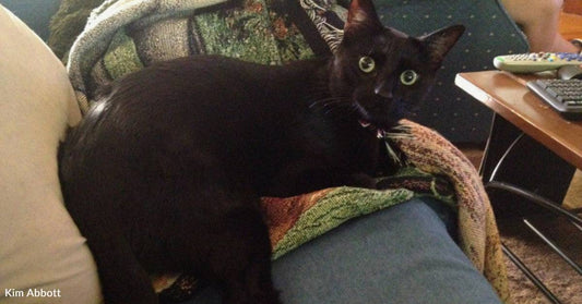 'Hellion' Rescue Cat is Expert Pantry Burglar