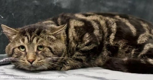Adult tabby cat lying flat on a kennel blanket, ears slightly back and eyes open, appearing withdrawn.