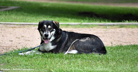 Longterm Shelter Dog with 'Aggression Issues' Gets Adopted, Becomes Affectionate Pet