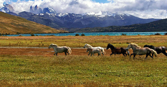 A herd of wild horses running across open grasslands with mountains and a blue lake in the background.