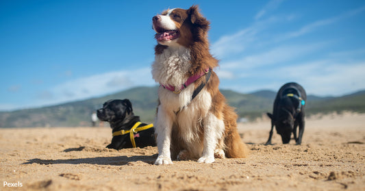 Breeds That Shouldn't Take the Plunge: Is Your Dog on the List?