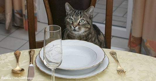 Thanksgiving Foods Your Dog - And Cat - Can Safely Enjoy