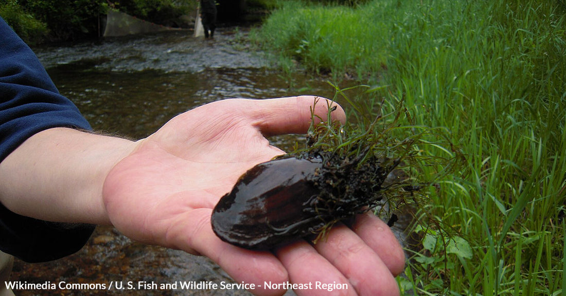 USFWS Proposes Vital Protections for Imperiled Salamander Mussel