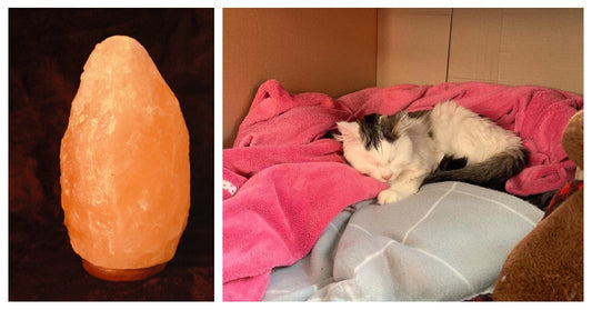 Cat Nearly Dies After Licking Himalayan Salt Lamp