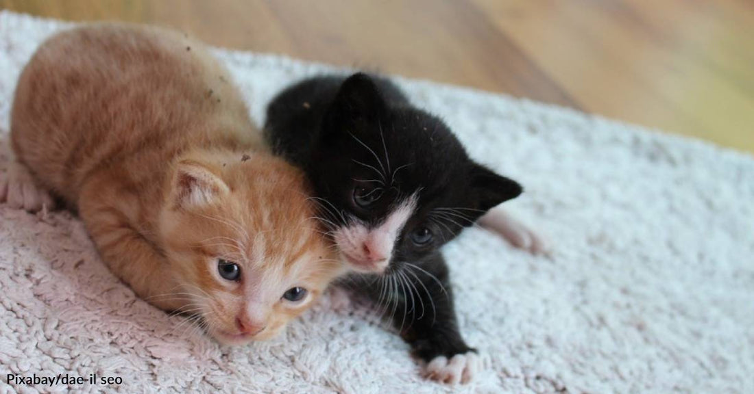 Couple That Has Never Owned Pets Saves Newborn Kittens