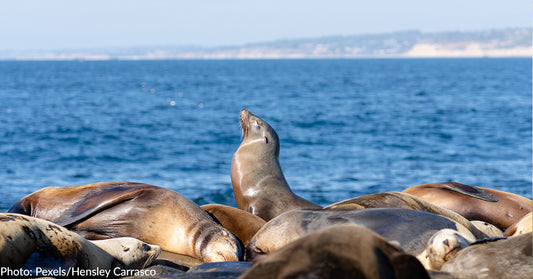 San Diego Closes Popular Beach To Protect Sea Lions From Intrusive Humans