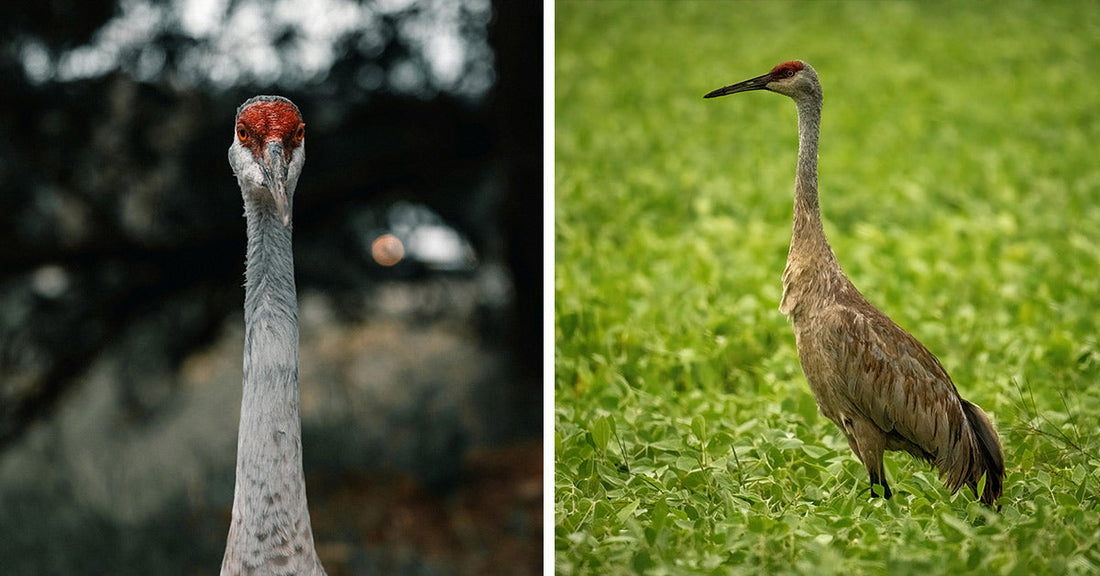 Split image: left shows a crane staring at the camera with a red crown, right shows a crane standing in a green field.