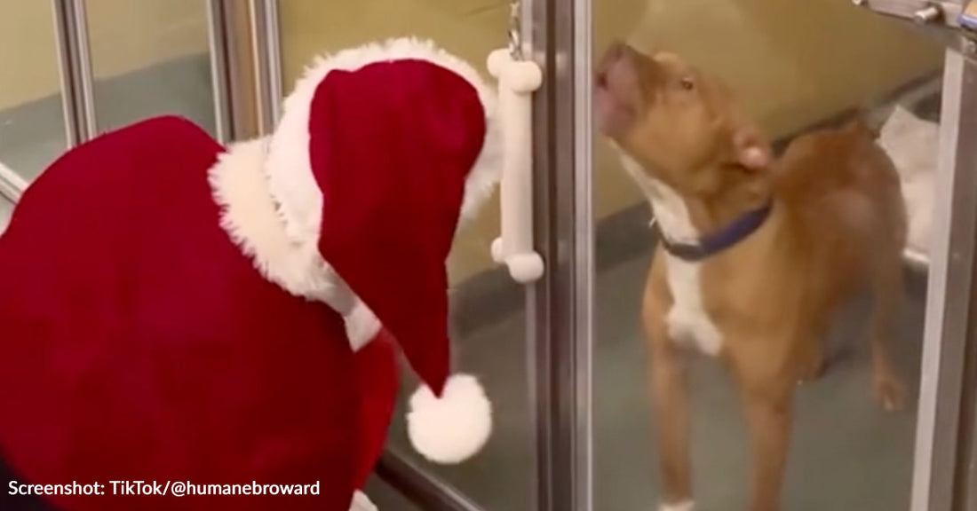 Santa Paws Visits Florida Shelter To Bring Toys To The Good Boys And Girls