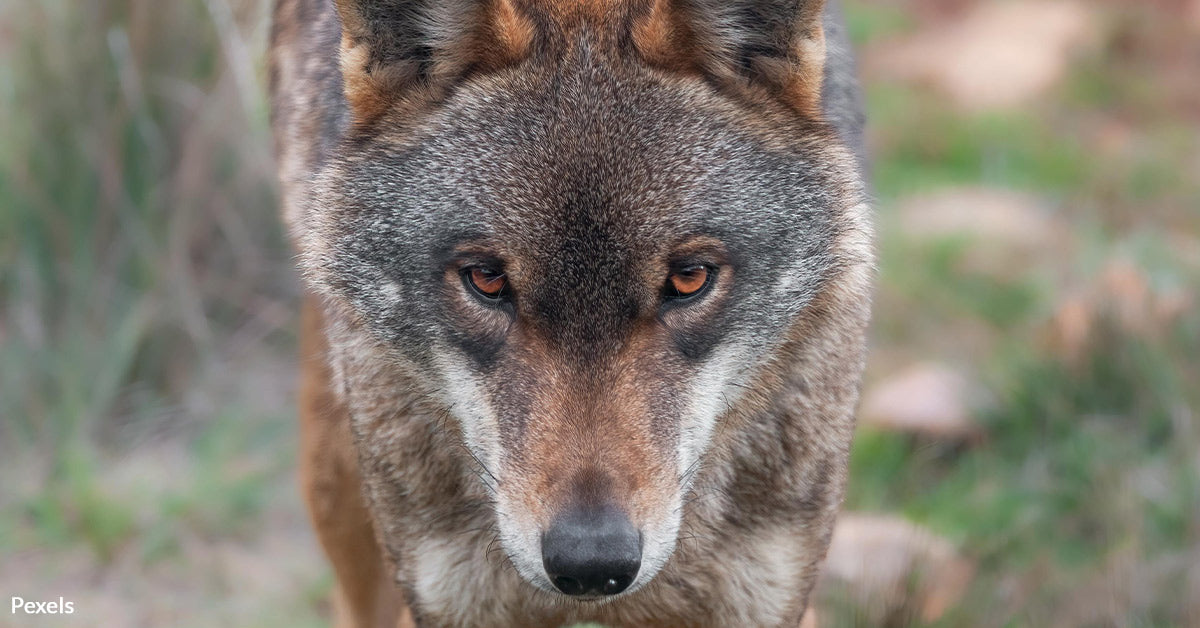Race Against Extinction: Red Wolves Facing Deadly Road and Human Threa ...