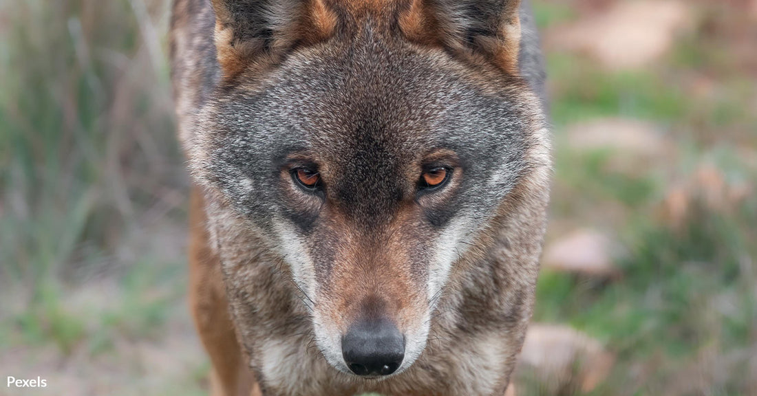 Race Against Extinction: Red Wolves Facing Deadly Road and Human Threats