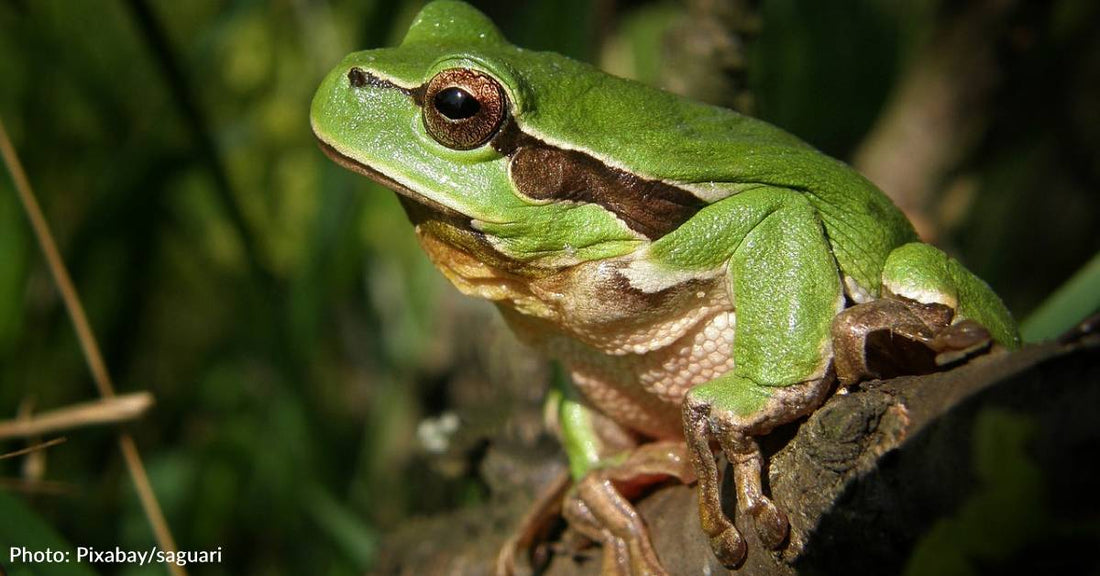 Frog Populations Are Declining Worldwide With Alarming Number Of Extinctions In Past Two Decades