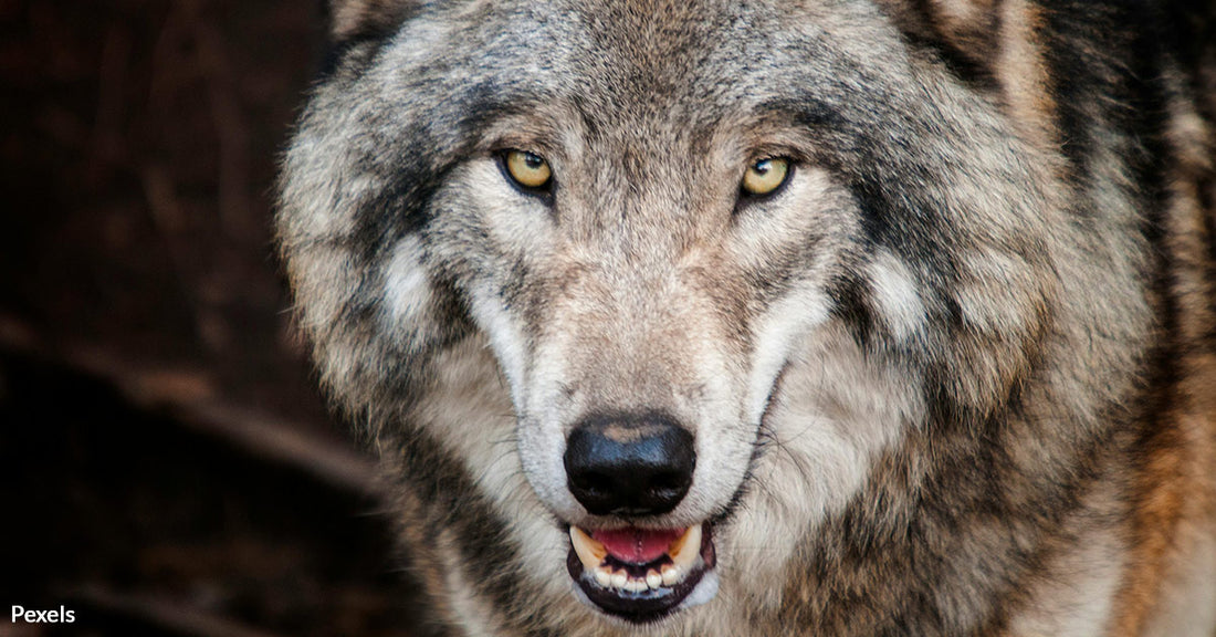 One Man's Horrific Act Against a Wolf Could Lead to New Anti-Cruelty Laws