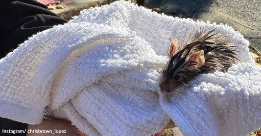 A small wet mouse peeks out from a wrapped white towel outdoors.