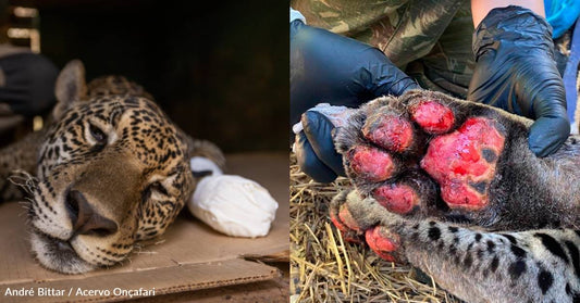 Jaguars Rescued From Devastating Wildfires in Brazil Need Treatment for Severe Burns