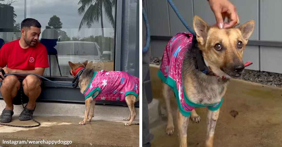 Split image of a man sitting beside a German shepherd mix in a pink shirt near a glass door on the left and a hand petting the dog on the right.