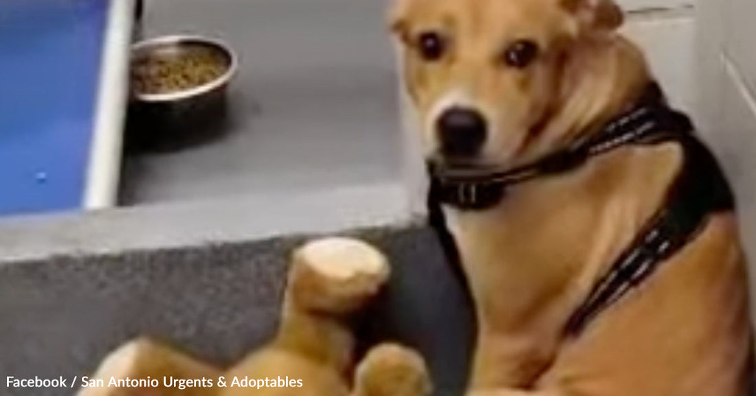 A dog in a harness sits beside a toy, looking curiously at the camera.