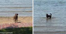 Side-by-side images show a brown dog standing at the edge of a sandy lakeshore and then wading in shallow water with its tail raised.