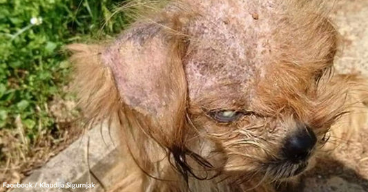Dog with fur loss and skin issues sitting on pavement among greenery.