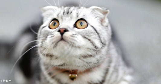 All About Scottish Folds and Their Adorably Unique Ears