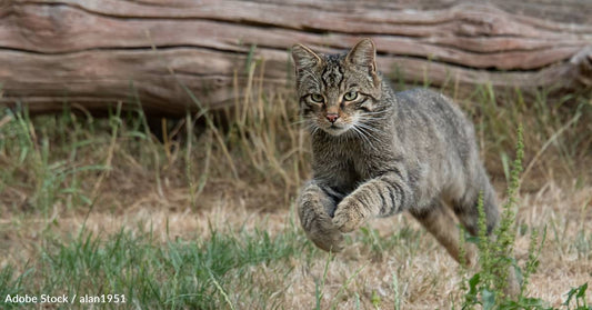 Wildcats Released Into Scottish Highlands in Ongoing Effort to Save Species From Extinction