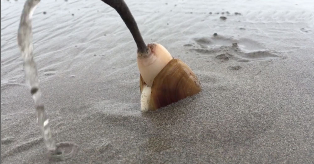 Foot Digging Clam Uses Its Foot To Dig Into The Sand In Absolutely Fascinating Video ...