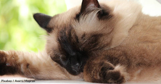 Four Kittens Rescued From Flooding Chicken Coop