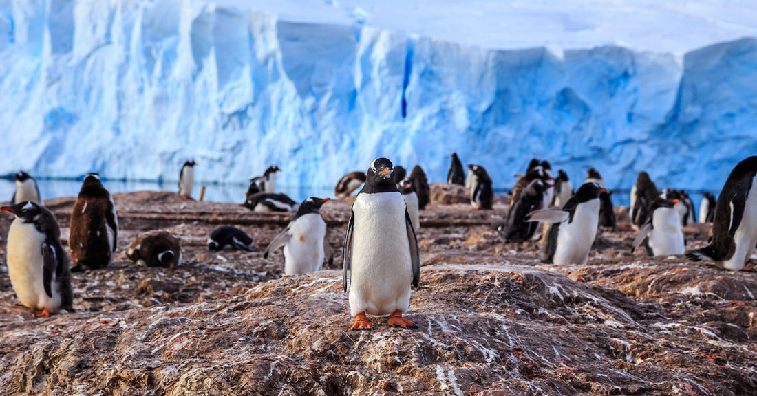 A group of penguins on rocky terrain with icy blue glaciers in the background.