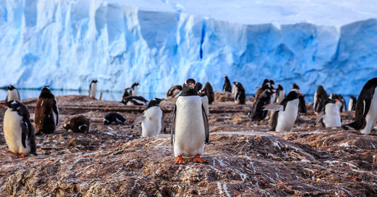 A group of penguins on rocky terrain with icy blue glaciers in the background.