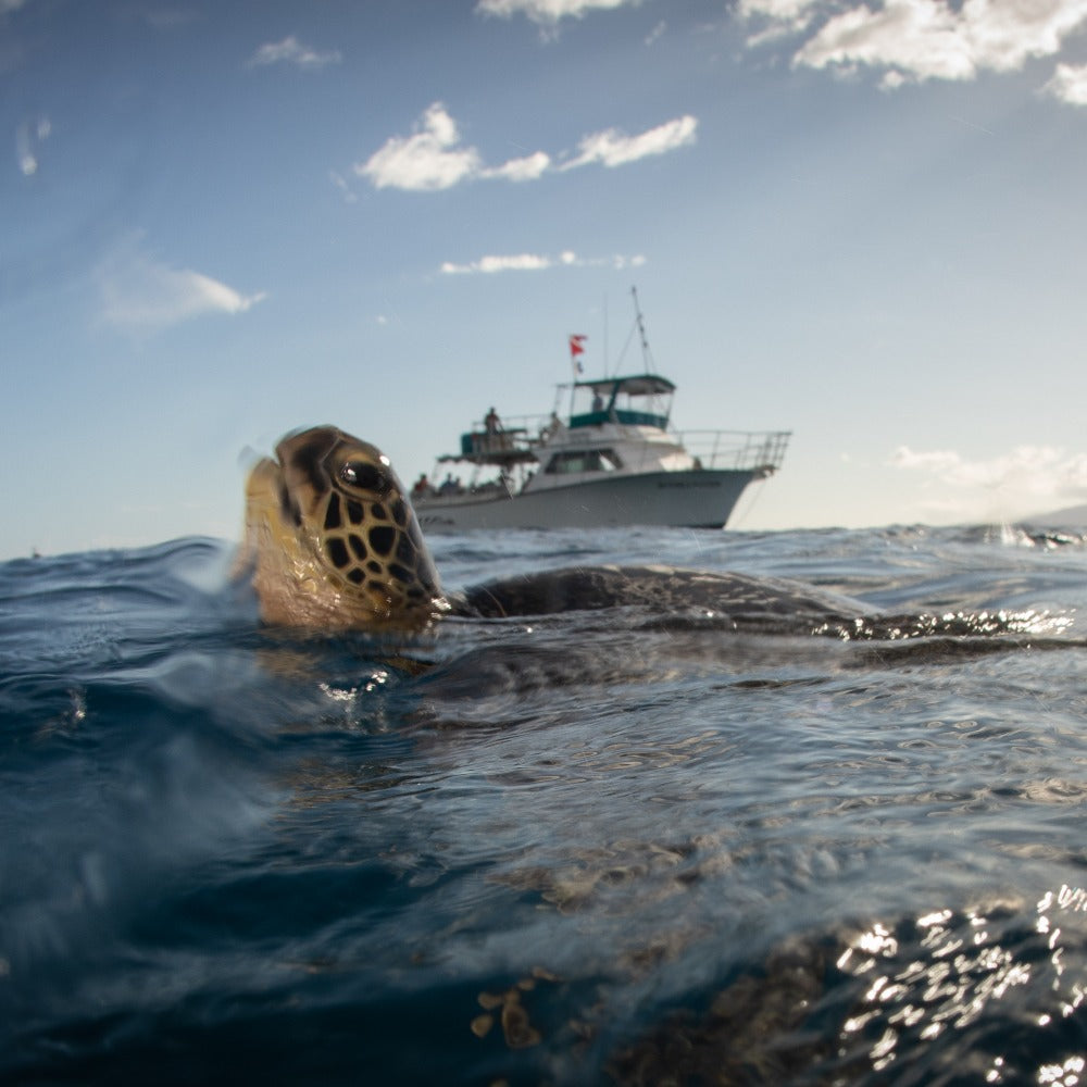 A sea turtle surfaces for air in open ocean water, with a large white boat and distant mountains visible in the background.