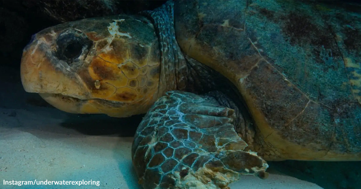 322 Pound Loggerhead Saved After Brutal Shark Attack | GreaterGood