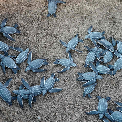 A group of baby leatherback sea turtles emerging from the sand and heading toward the ocean.