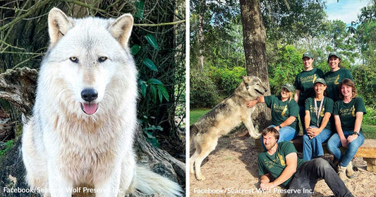 Court Order Forces Wolves From Their Sanctuary Home After Decades