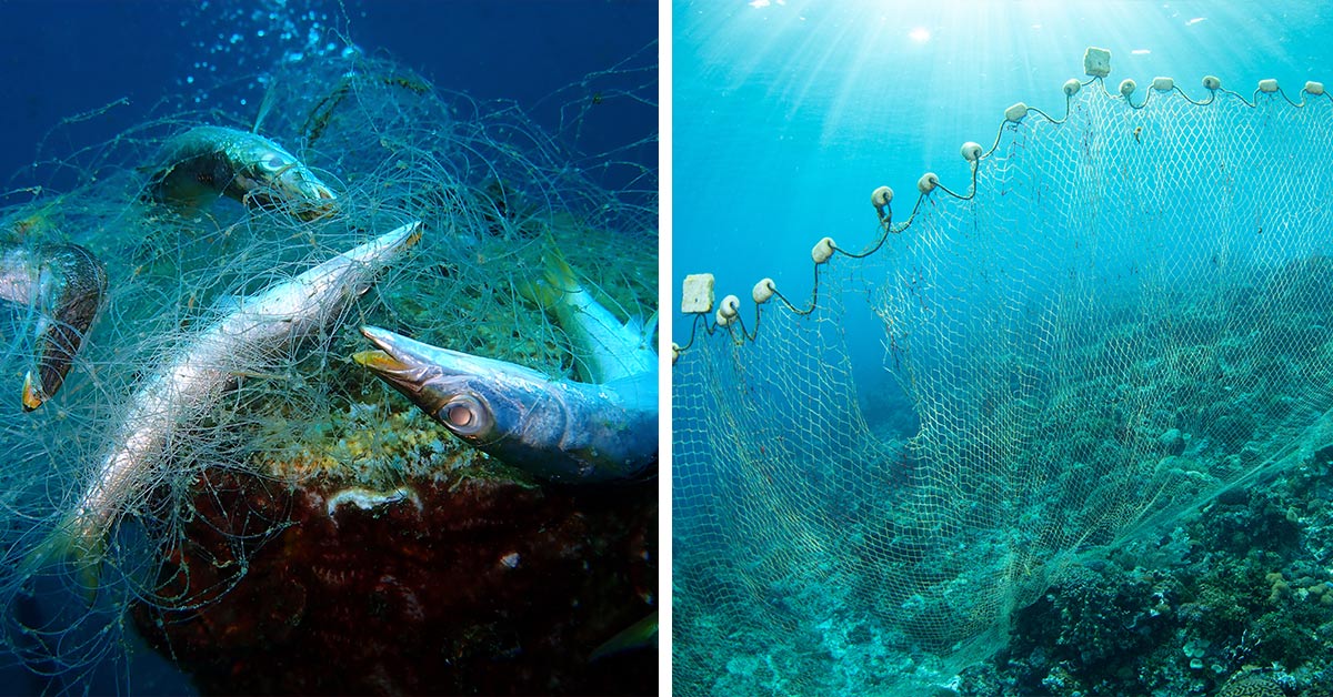 Deadly Seafood Imports Put Marine Mammals At Risk | GreaterGood