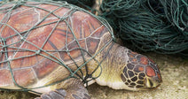 Sea turtle trapped in green fishing net on a sandy shore.