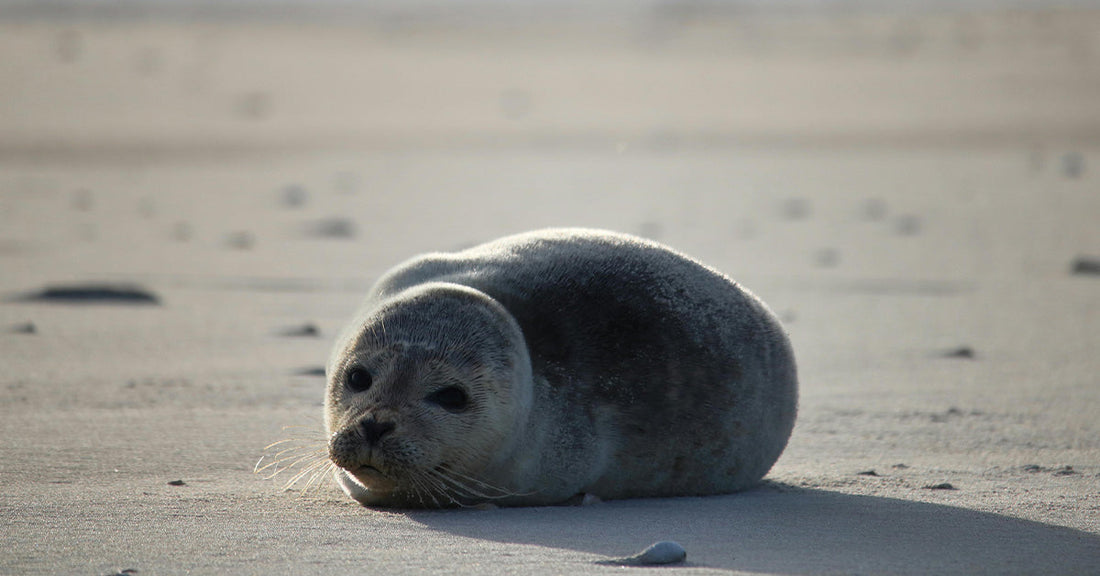 A young seal pup, with its feet curled under its body, sitting on a beach.