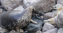 A harbor seal and a pup resting among rocks by the water.