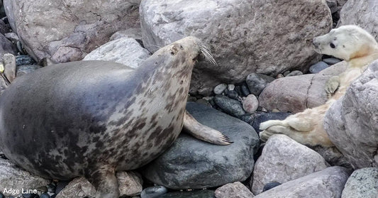 A gray seal gazes at a nearby seal pup on rocky terrain.