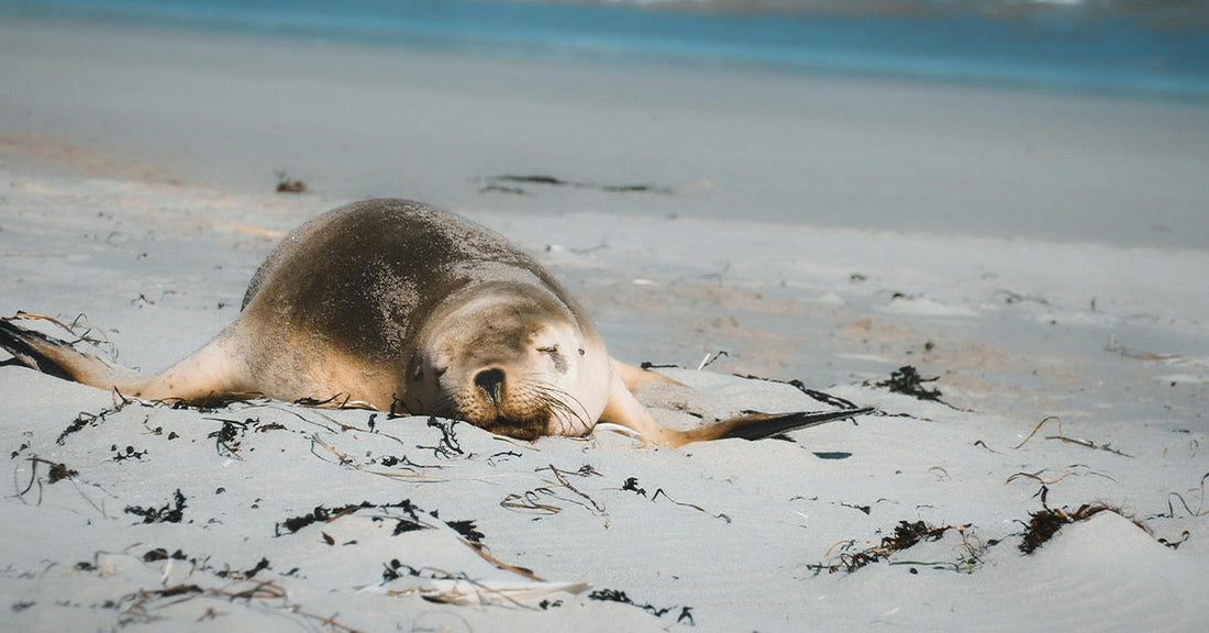 Seals Harness the Power of the Ocean to Conquer Vast Migrations