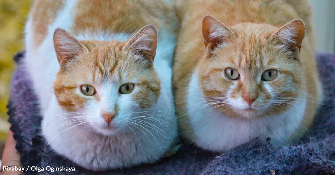 Family Adopts Multiple Special Needs Cats with Same Neurological Disorder