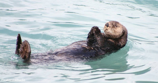 Famous Surfboard-Swiping Otter Has a New Pup