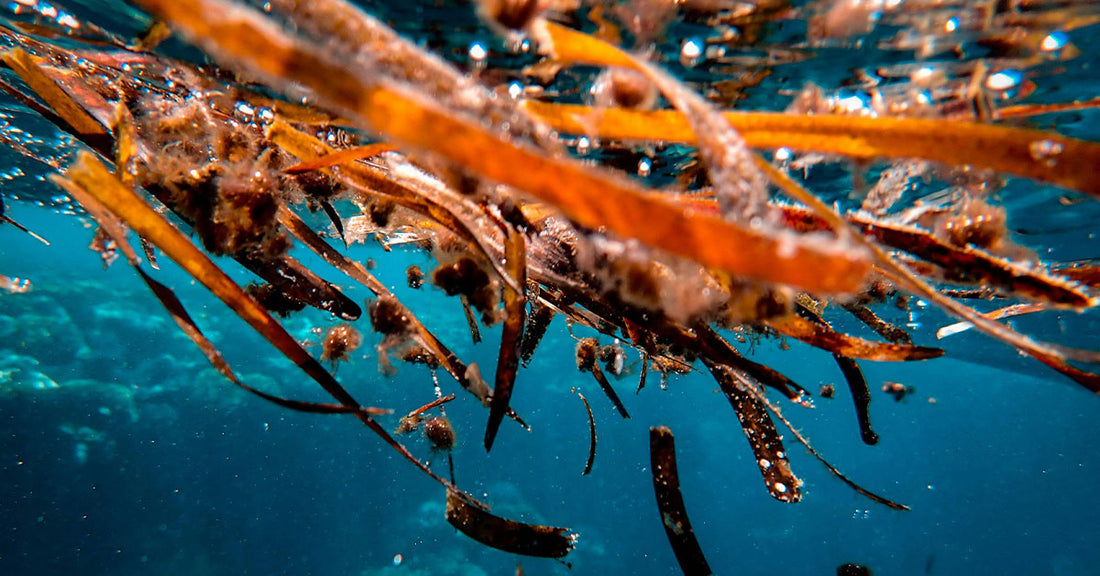 Seaweed Forests Are Taking Over Fragile Marine Ecosystems and Changing the Ocean Forever