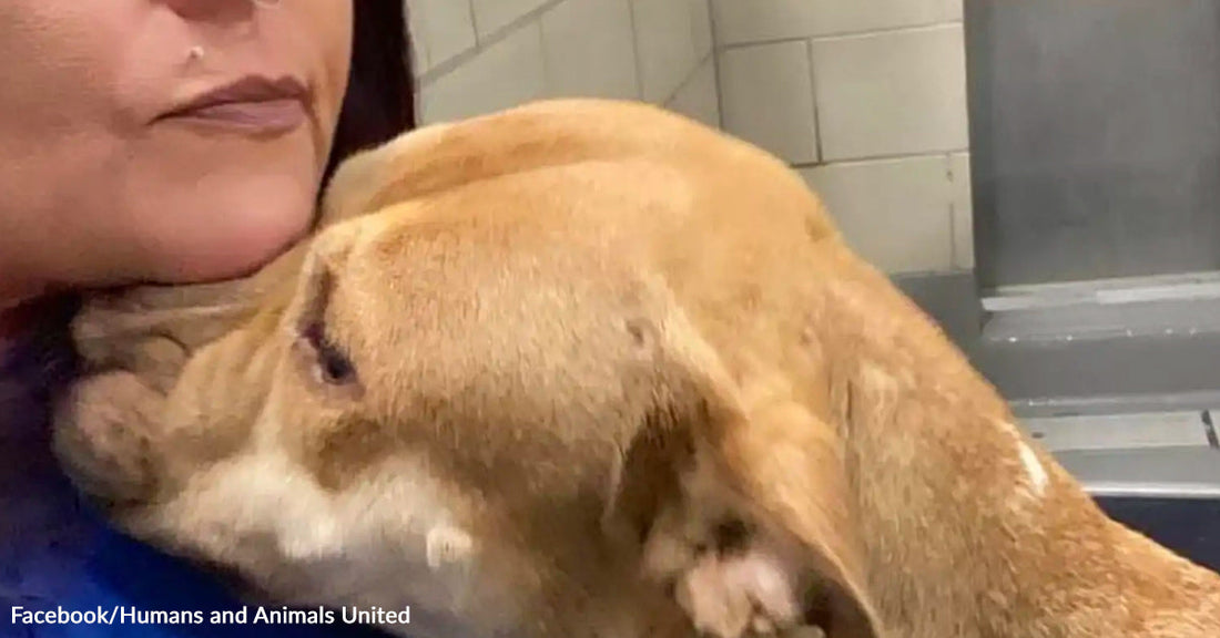 A tan dog presses its face into a woman’s neck in an emotional embrace inside an animal shelter.